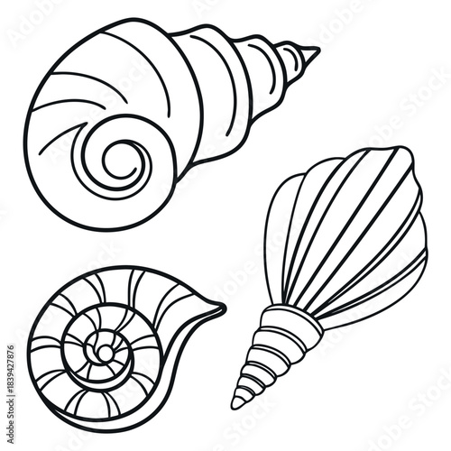 Three distinct hand drawn black and white line art illustrations of seashells on a white background