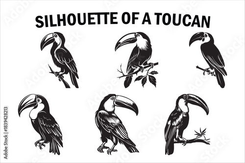 Tropical Toucan Silhouette Collection on White Background