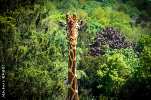 Close-up shoot of a giraffe's upper body at Opel Zoo in Frankfurt on a sunny day