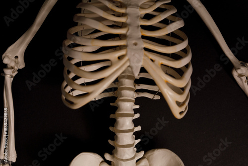 Anatomy concept showing a r...