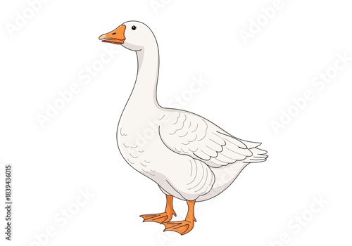 White domestic goose illustration