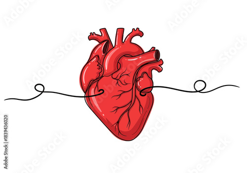 Anatomical human heart drawing with a continuous line element