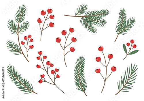 Assortment of winter pine branches and red berries white