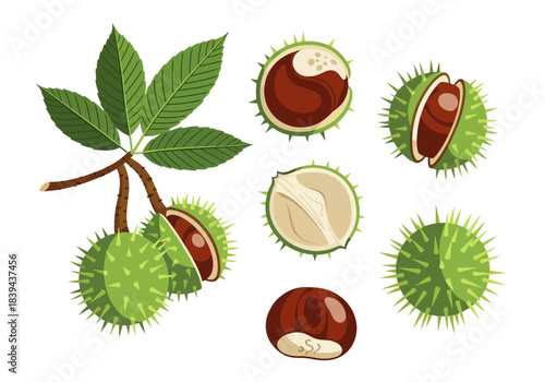 Set of chestnuts with leaves and spiky green husks, showing whole and opened nuts