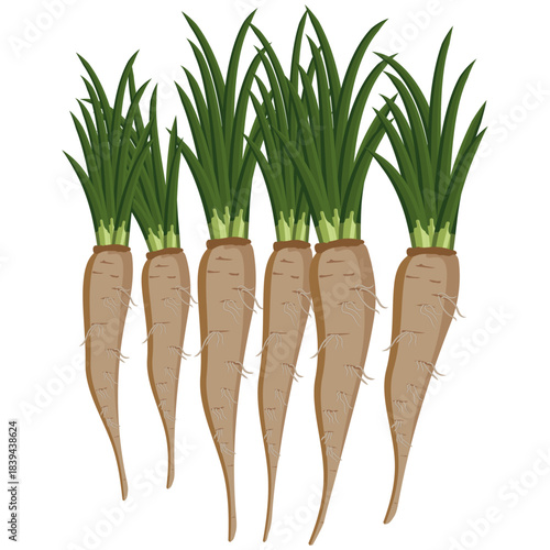 salsify root vegetable vector drawing.