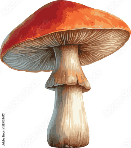 Vector watercolor painted illustration of a brown mushroom