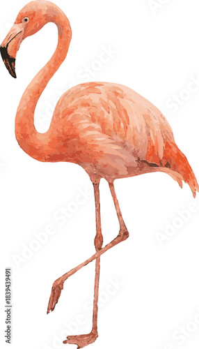 Vector watercolor painted illustration of a flamingo