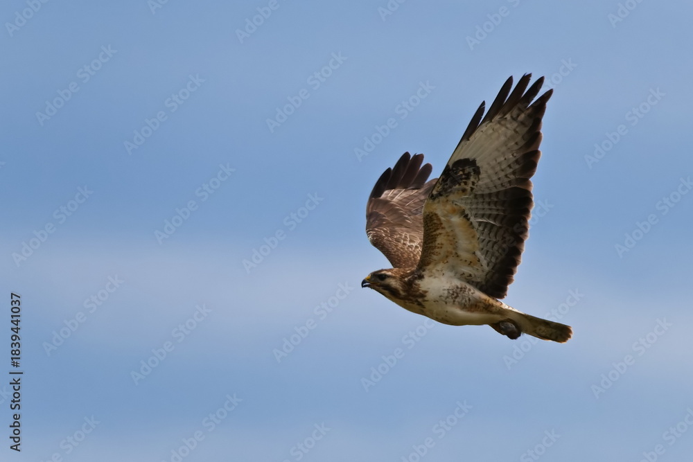 Fototapeta premium Mäusebussard im Flug bei der Jagd