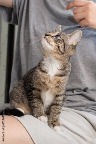 Young cat rests comfortably on owner, Adorable tabby enjoys cuddle time with owner