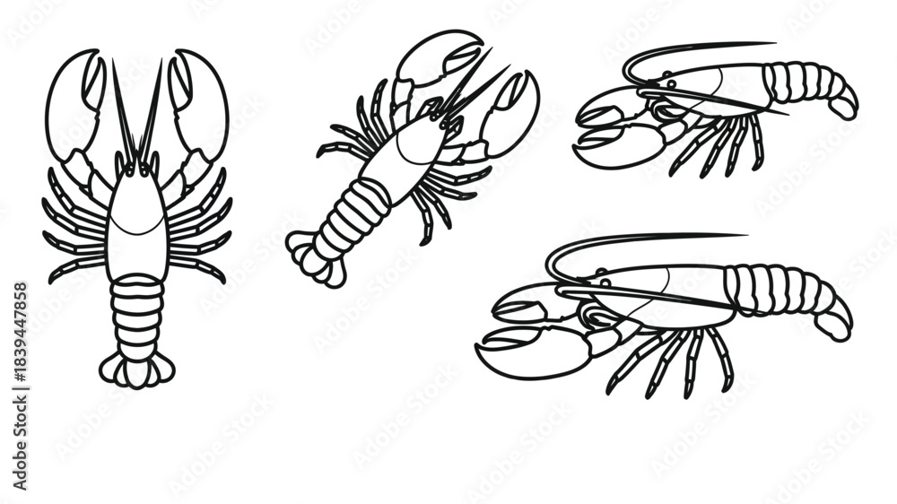 Obraz premium Black and white sketch illustrations of various lobster poses and details