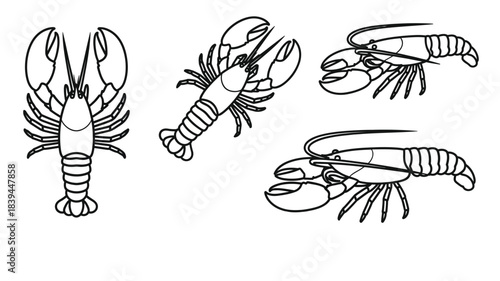 Black and white sketch illustrations of various lobster poses and details