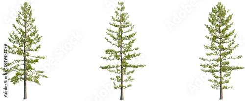 Foto Araucaria heterophylla tree, front view, cutout, transparent background, isolate, Three tall pine trees with lush green foliage against a transparent background