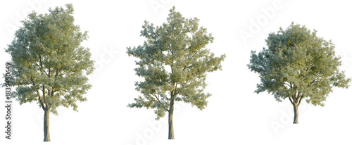 Photos Sorbus aria tree, front view, cutout, transparent background, isolate, Three realistic 3D-rendered trees with lush green foliage