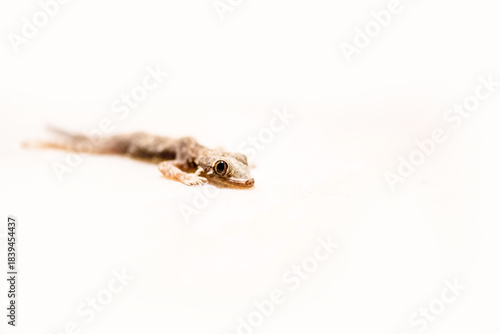 Common house lizard isolated on white background
