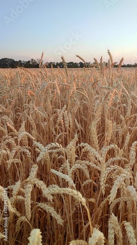 Growing wheat in field and blue sky in summer evening or morning on sunset sunrise. Ripe ears of wheat in calm windless dawn. Ripening grain spike of wheat in field. Spike of wheat Vertical
