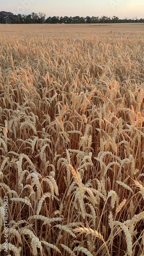 Growing wheat in field and blue sky in summer evening or morning on sunset sunrise. Ripe ears of wheat in calm windless dawn. Ripening grain spike of wheat in field. Spike of wheat Vertical