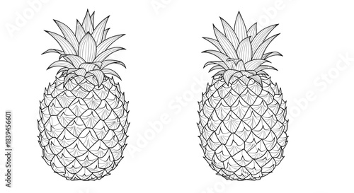 Set of two detailed, hand-drawn pineapple illustrations in a black and white sketch or engraving style for botanical art.