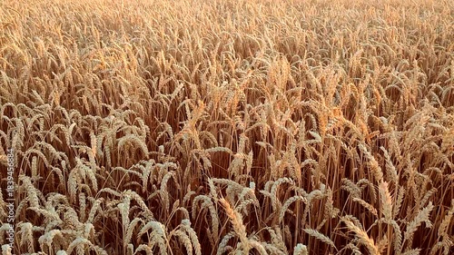 Growing wheat in field in summer evening or morning during sunset or sunrise. Ripe ears of wheat in a calm windless sunset dawn. Ripening spike of wheat in field. Spike of wheat