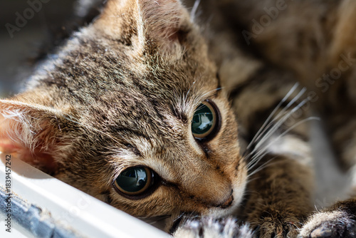 Adorable kitten in cozy enclosure, Worn cardboard box shelters alert and gentle young feline