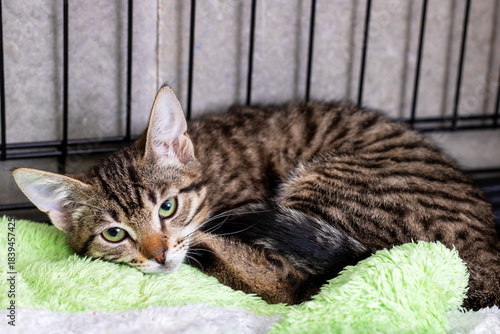 Rescued striped kitten with slender body enjoys tranquil rest on cozy green covering