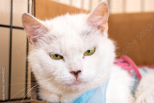 Calm feline portrait, Elderly feline with soft fur and hopeful expression captured in closeup