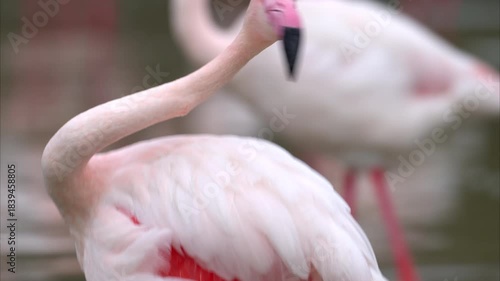 Portrait of a Greater Flamingo cleaning looking and cleaning