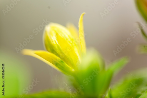 Close-up of flower bud on isolated background