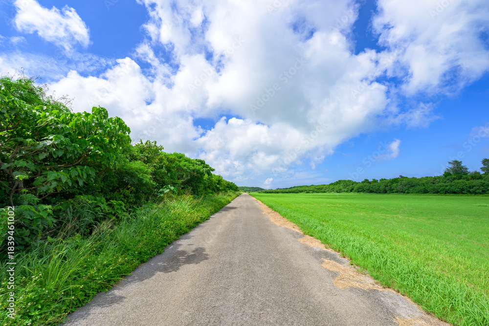 Fototapeta premium 夏の光に映える石垣島の緑豊かな小道の風景
