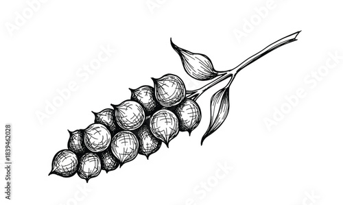 Black and white drawing of a coffee bean branch with leaves and beans plant leaf
