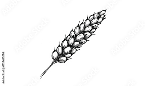 Black and White Ink Drawing of a Single Wheat Ear with Grains stalk agriculture