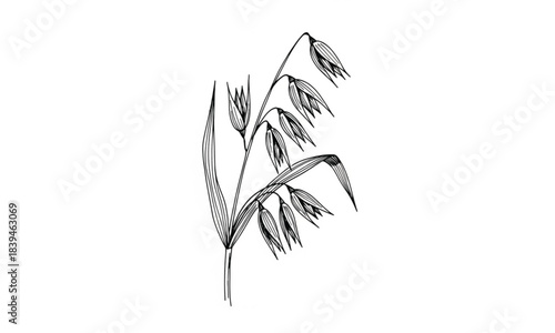 Black and white line drawing of an oat plant stalk with grains seed