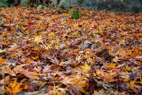 紅葉の絨毯
