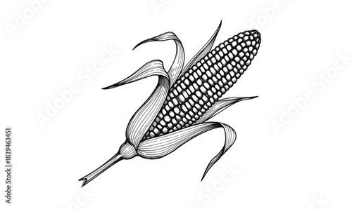 Black and White Line Drawing of an Ear of Corn with Husk Leaves Keywords: corn, maize, ear, cob, grain, food
