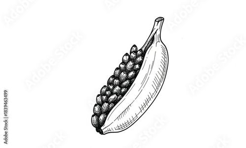 Black and White Sketch of Banana Filled with Grapes on White Background fruit food