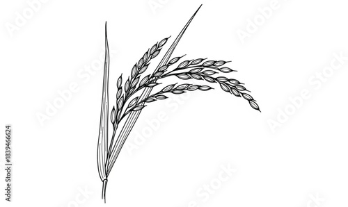Hand Drawn Black and White Illustration of a Rice Plant Stalk with Grains botanical