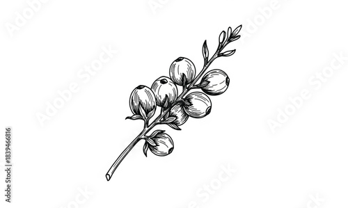 Hand Drawn Botanical Illustration of a Branch with Berries on White Background berry