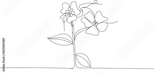 Two flowers and leaves, continuous line drawing, white