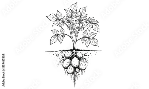 Hand- Drawn Illustration of a Potato Plant with Roots and Tubers vector