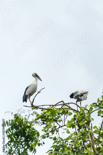 Asian open bill is sitting on isolated tree branch