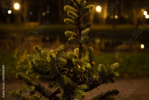 Fototapeta Naklejka Na Ścianę i Meble -  Small young Christmas natural green fir tree in the night in the forest park near the lake in the street evening lights lamps. Closeup winter outdoors portrait