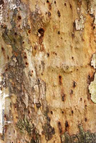 Close-up image in vertical orientation of the surface of a tree, highlighting its imperfections and peeling bark