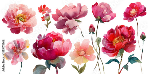 Vibrant watercolor painting of assorted pink and red peony flowers on a white background