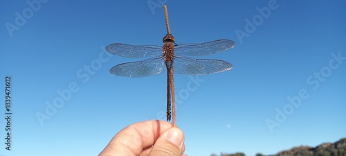 Fotografía La libellula coraggiosa