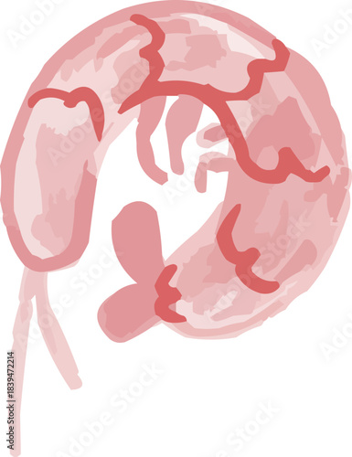 Hand-Drawn Watercolor Isolated Simple Pink Shrimp Prawn