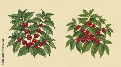 coffee plant and coffee fruit illustration template design