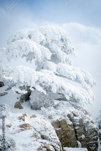 Snow Covered Atlas Cedar trees in Chelia National Park Algeria
