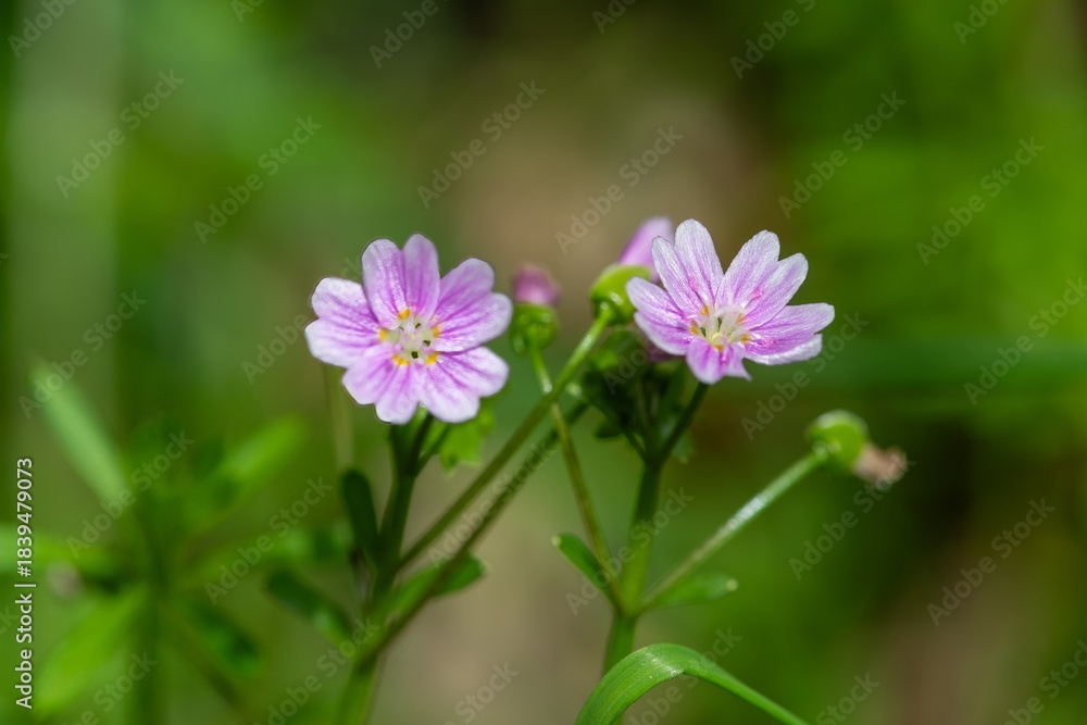 Fototapeta premium Pink purslane (claytonia sibirica) flowers in bloom