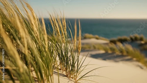 Golden Beach Grass Swaying in the Wind with Ocean Horizon.