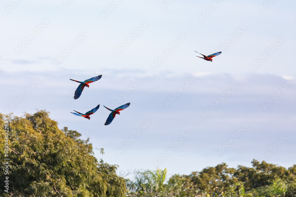 Naklejka premium Flying Red-and-green macaw (Ara chloropterus), known as green-winged macaw, large, mostly-red macaw of genus Ara. Buraco das Araras, Mato Grosso do Sul. Brazil. Brazilian wildlife and birdwatching.