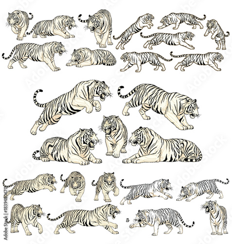 Tigers Collection: A collection of various tiger illustrations in diverse poses, ideal for various design projects. This comprehensive assortment provides versatile options.